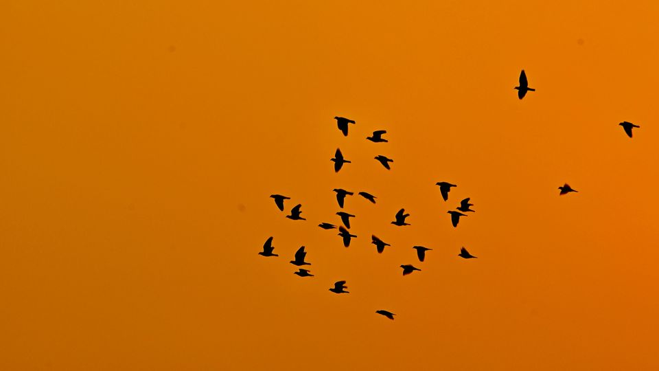 Flock of birds flying against an orange-lit sky.