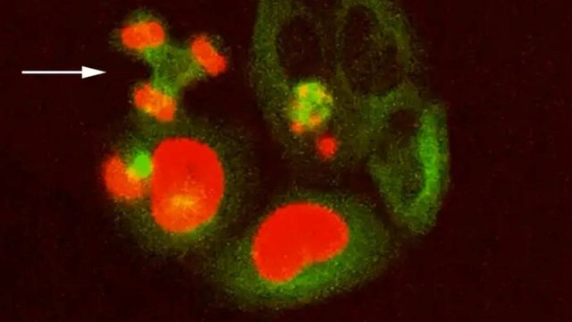 DNA–Protein Crosslinks Trigger Inflammation and Premature Aging