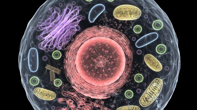 Illustration of a cell showing a range of contents in different colors, including nucleus, mitochondria and endoplasmic reticulum.  