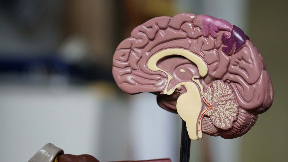 Sagittal view of anatomical brain model showing the brain stem, cerebellum, and cerebrum.