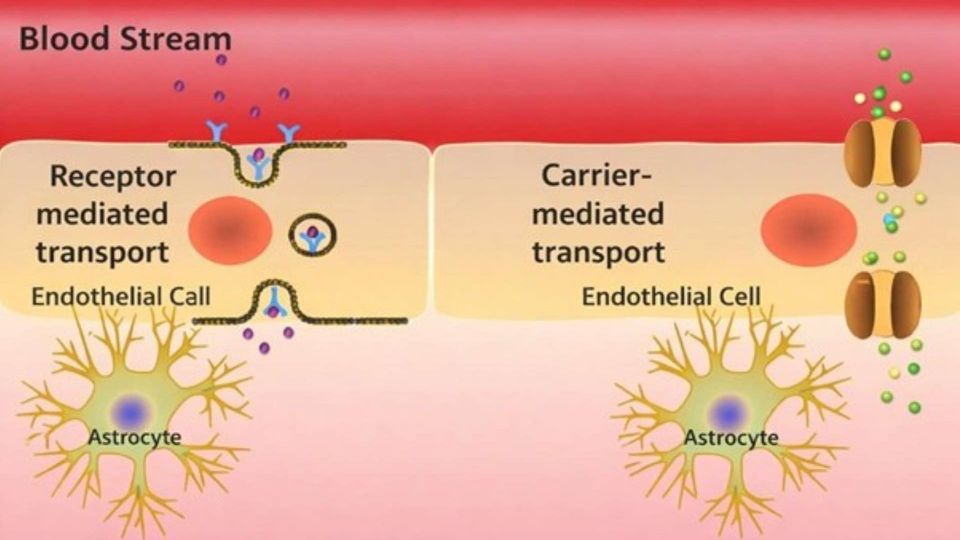 Nose-to-Brain Delivery To Improve CNS Targeting