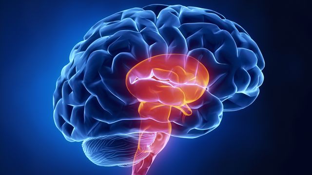 Illustration of the human brain. The brainstem is red and the rest of the brain is dark blue. 