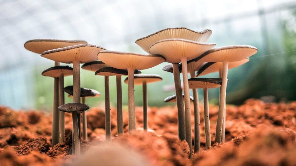 Cluster of mushrooms growing from soil, illustrating diverse fungal lifestyles in nature.