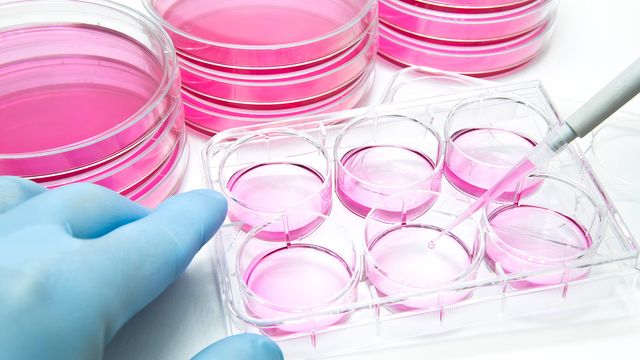 Scientist using a pipette with pink bacterial culture media in multi-well plates and petri dishes. 