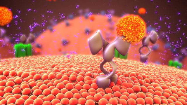 3D illustration of GLP-1 receptor agonists binding to a cell membrane, used in HILIC analysis. 