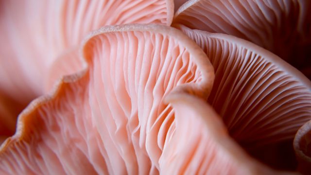 The underside of several pink oyster mushrooms. 