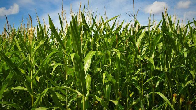 Wild Corn Genes Reduce Nitrogen Loss by Shaping Soil Microbes