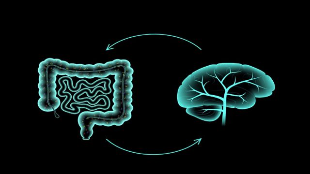 An outline of the gut and the brain, with arrows linking the two in a circle. 