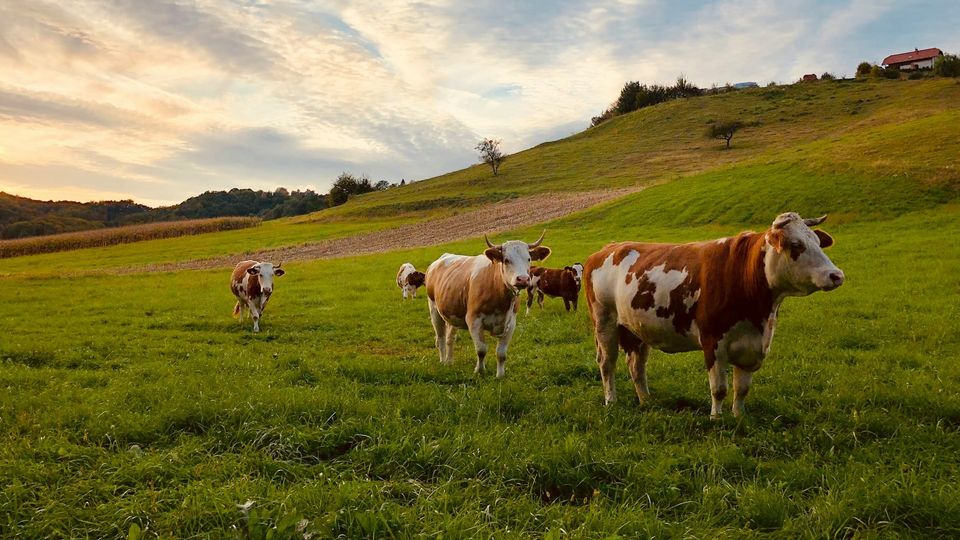 Cattle grazing on open pasture.