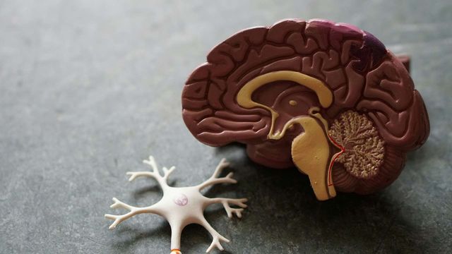 Anatomical brain model with neuron figure illustrating brain immune cells and neuroimmunology research. 