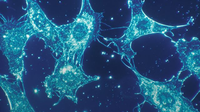 Fluorescent human cells under microscope in an automated workcell environment. 