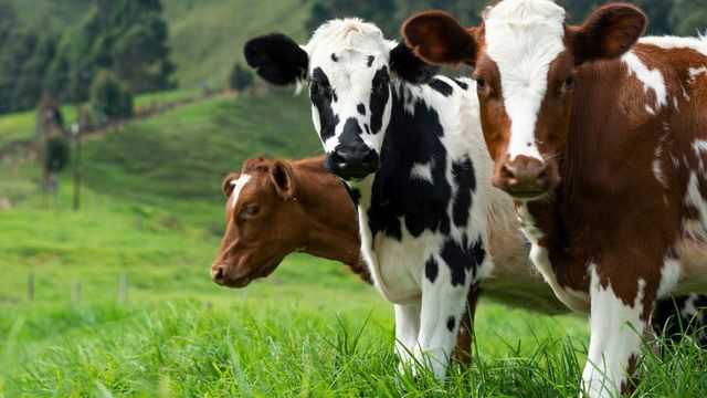 Healthy calves standing in lush pasture. 