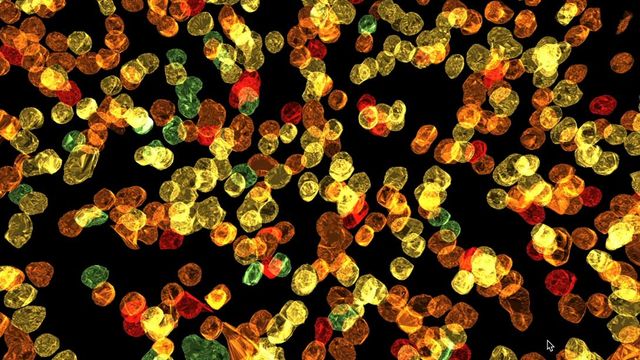 Cells at varying depths against a black background, illustrating three-dimensional cellular organization. 