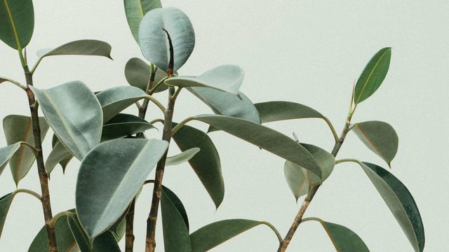 Close-up of glossy green rubber plant leaves against a light background. 