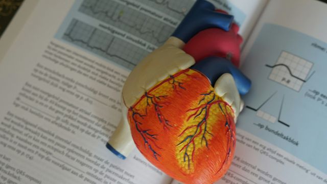 A plastic anatomical heart model rests on an open textbook. 