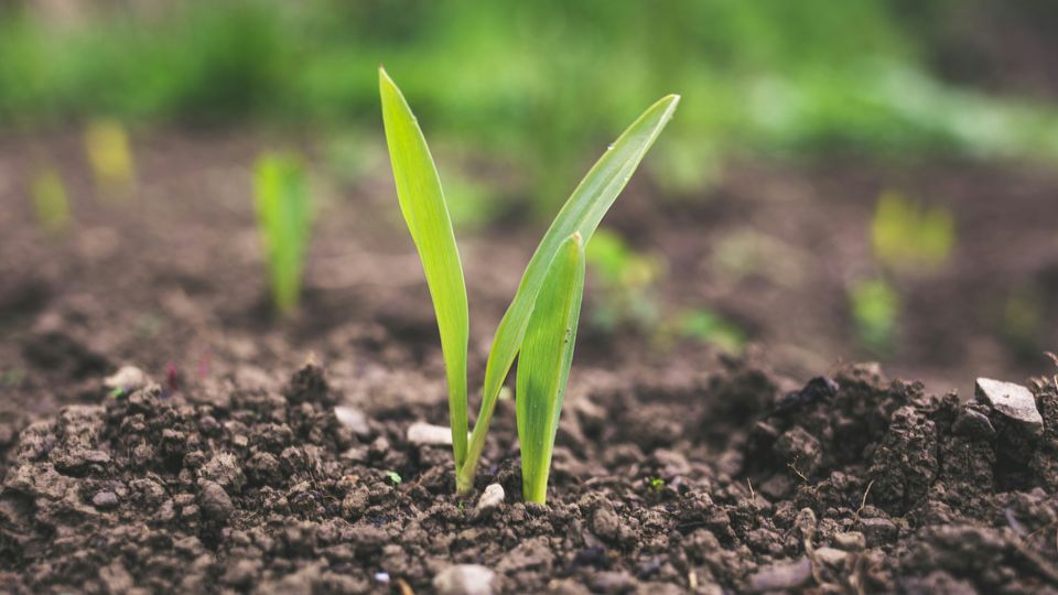 A young plant shoot growing in rocky soil.