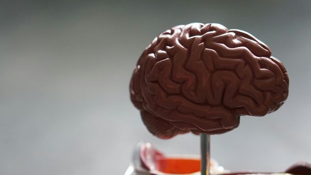 Detailed brain model on a stand against a gray background. 
