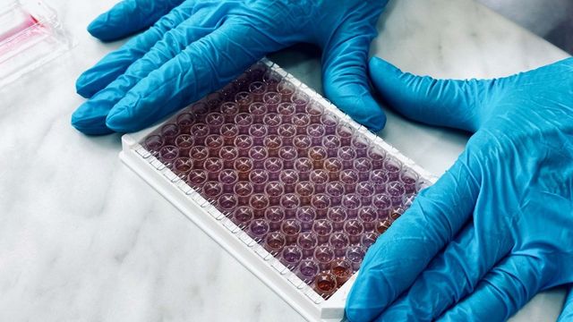 Laboratory technician holding a 96-well microplate with cell culture samples for biomedical research. 