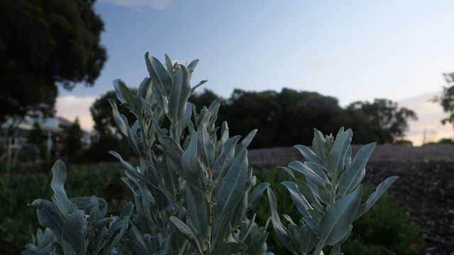 Indigenous Australian Desert Plant Could Be a Useful Source of Protein