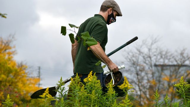 Climate Benefits of Tree Planting Could Be Reduced by Soil Carbon Loss