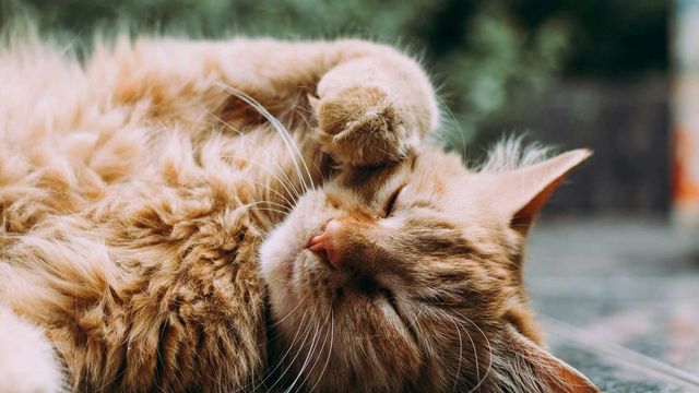 Orange tabby cat sleeping curled up with paws tucked under its chin. 