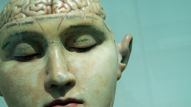 Antique phrenology head model with labeled brain regions and exposed cerebral cortex. 