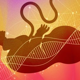 Illustration of a fetus in the womb overlayed with DNA double helix, against a pink and orange background. 