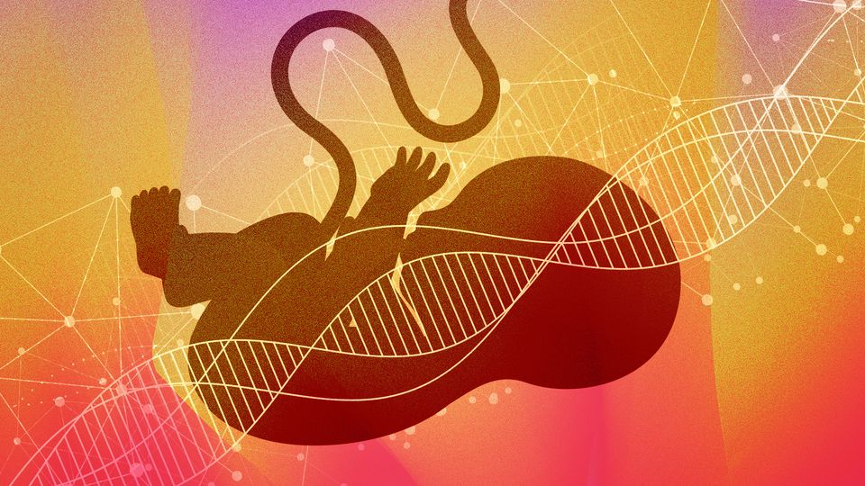 Illustration of a fetus in the womb overlayed with DNA double helix, against a pink and orange background.