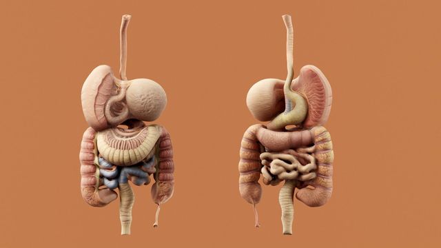 Anterior and posterior illustrations of the human digestive system showing the stomach, intestines, and esophagus. 