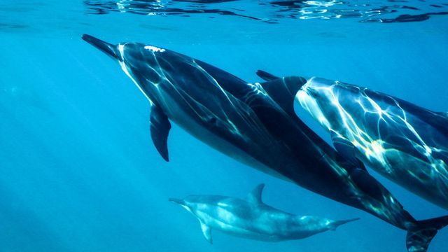Chemicals From LCD Screens Found in Dolphins and Porpoises
