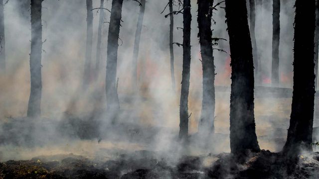 Smoke-covered forest with trees silhouetted by wildfire haze and flames in the background. 