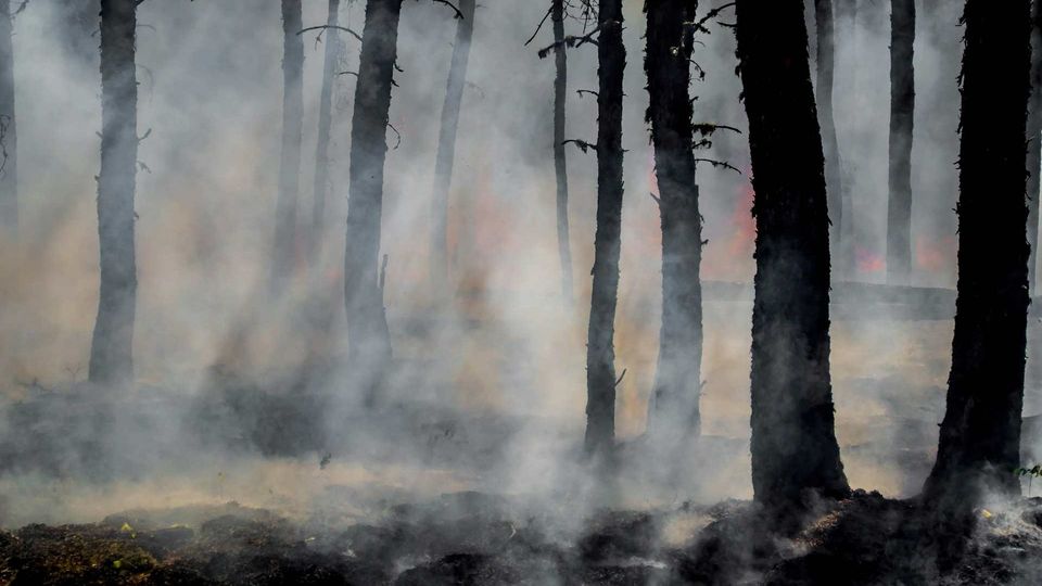 Smoke-covered forest with trees silhouetted by wildfire haze and flames in the background.