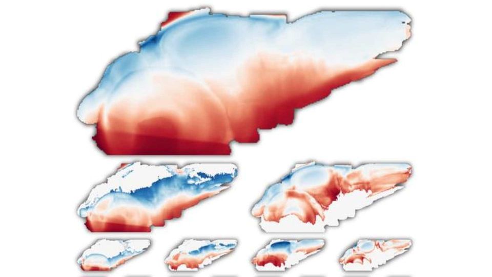 Heatmap illustration of zebrafish neurons showing brain activity patterns in red and blue.