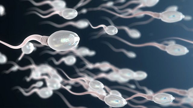 Microscopic view of sperm cells swimming toward an egg for fertilization. 