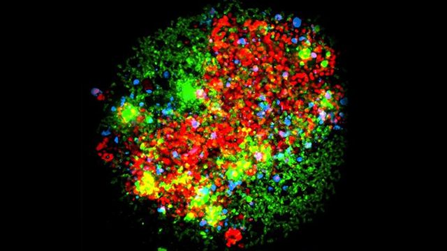 Fluorescent image of a round cell-like structure with red, green, and yellow spots on a black background. 