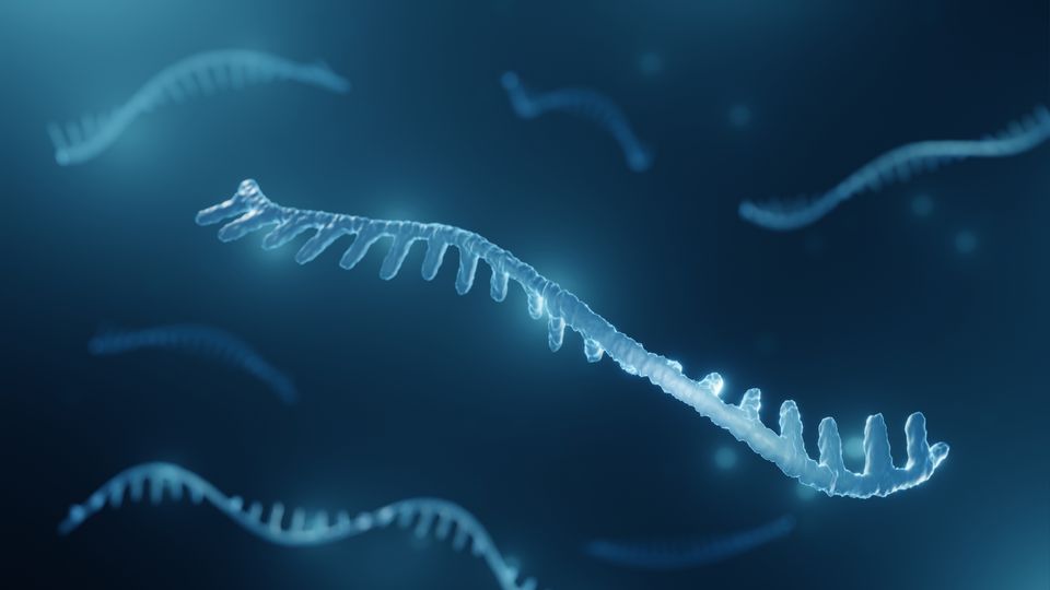 A short stretch of microRNA, which can be detected as an Alzheimer's biomarker.