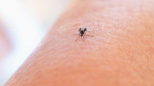 Mosquito feeding on human skin during a close-up macro shot. 