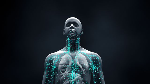 Illustration of the top half of a human body. The body is grey and contains several cyan cells moving throughout blood vessels.  
