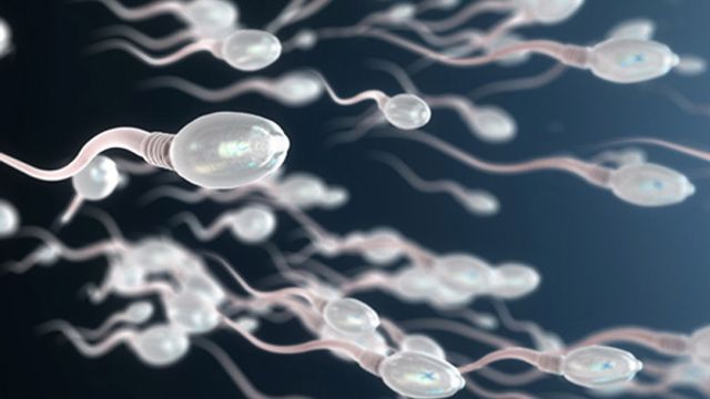 Sperm cells swimming across the image. 