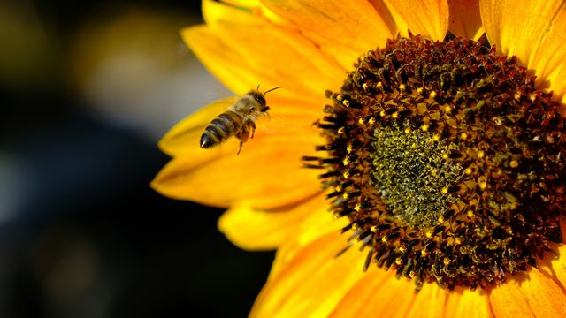 A bee flying close to a sunflower covered in pollen. 