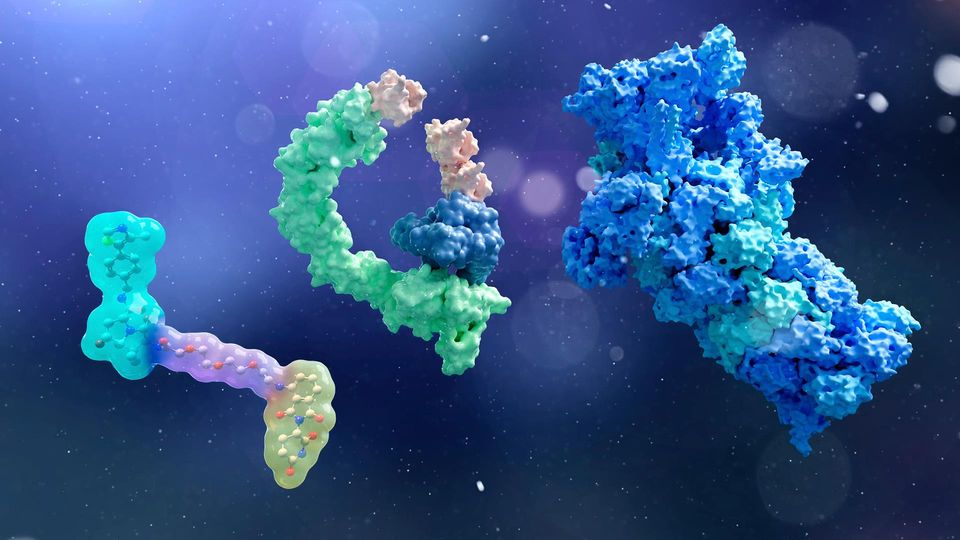 3D illustration depicting antibodies or immunoglobulin protein structures attached to a receptor on a biological cell surface