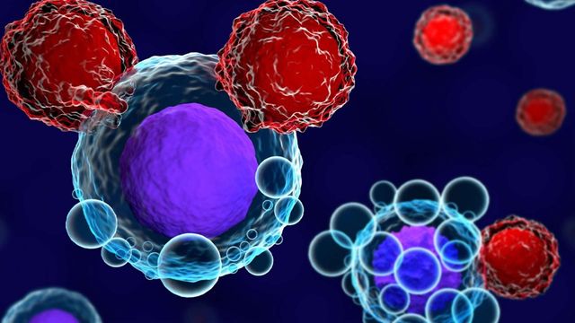 Microscopic illustration showing a white blood cell interacting with smaller, textured pathogens or cells. 