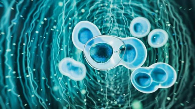 Microscopic view of several cells with visible nuclei amidst a network of fiber-like structures. 