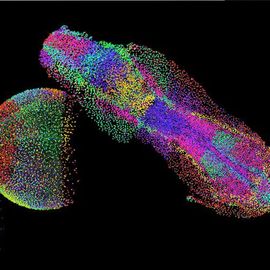 New Imaging Method Maps Genes Across Embryogenesis | Technology