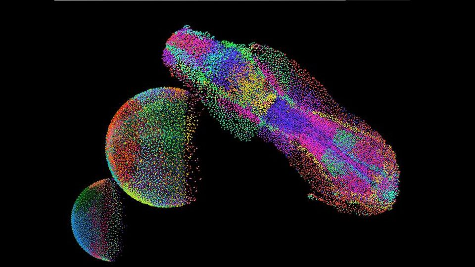 New Imaging Method Maps Genes Across Embryogenesis | Technology Networks