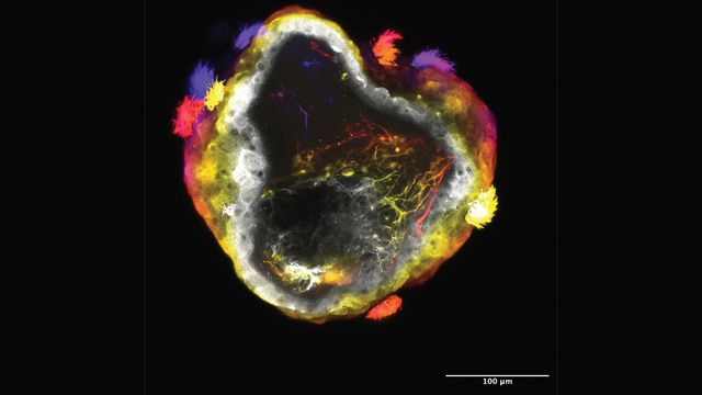 Researchers Create Cell “Neurobots” With Functional Nervous Systems