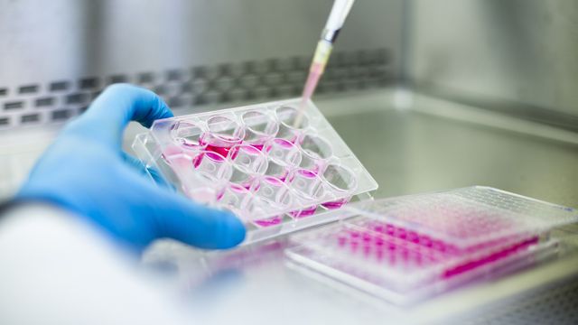 Gloved hand pipetting pink liquid into a multiwell cell culture plate in a laboratory setting. 