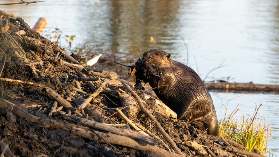 Beavers Turn Riverbeds Into Carbon Sinks | Technology Networks