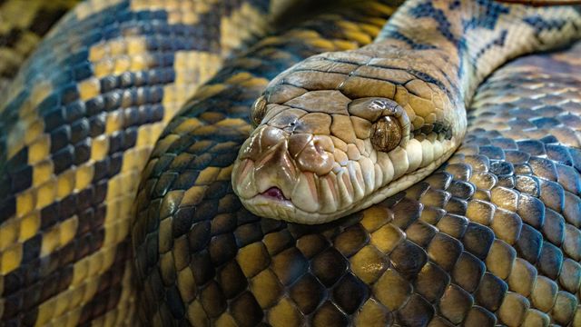 Python Blood Discovery Could Inspire Weight Loss Drugs | Technology ...