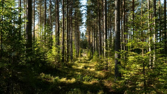 Old-Growth Forests Store More Carbon Than Managed Forests